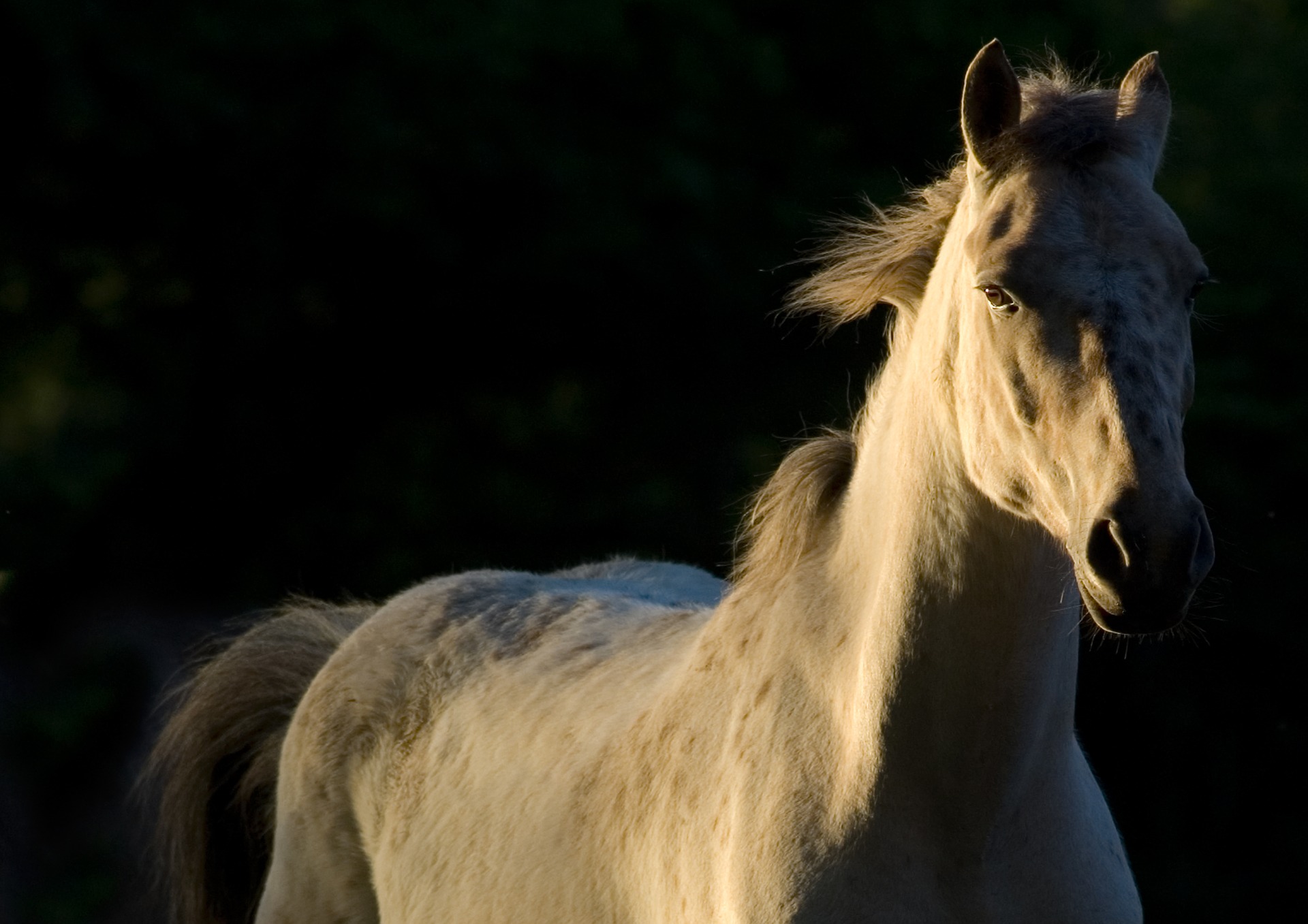 horse-2030974_1920