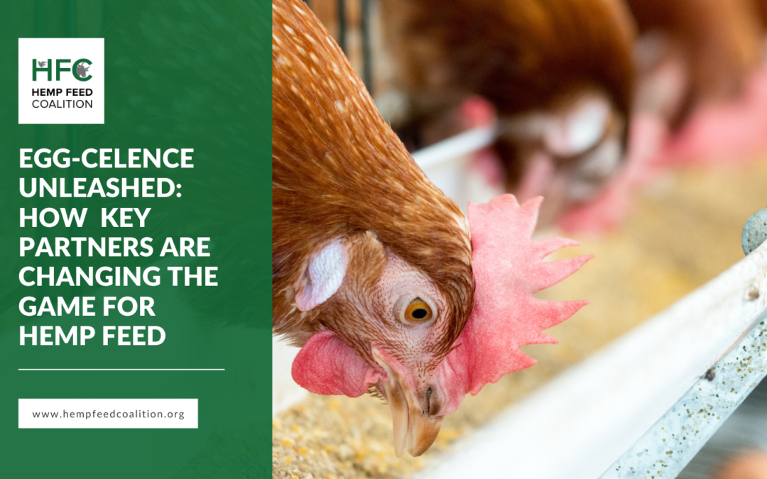 Egg-celence Unleashed: How Key Partners are Chaning the Game for Hemp Feed banner