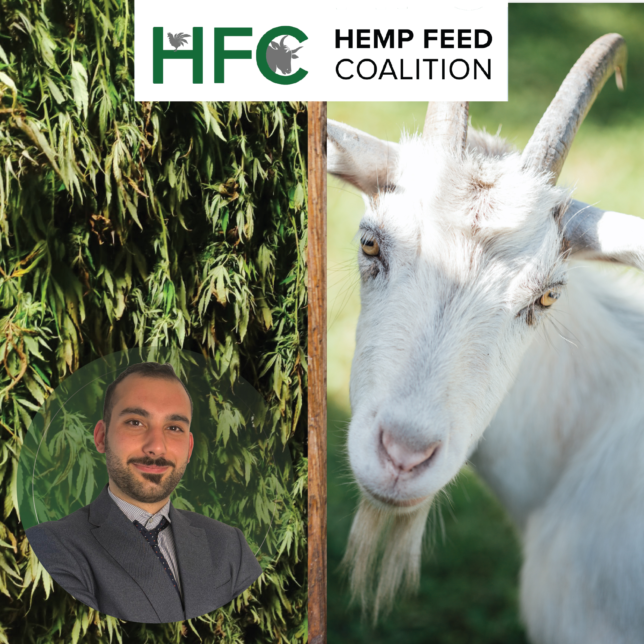 A livestock producer feeds a special meal to his cattle.