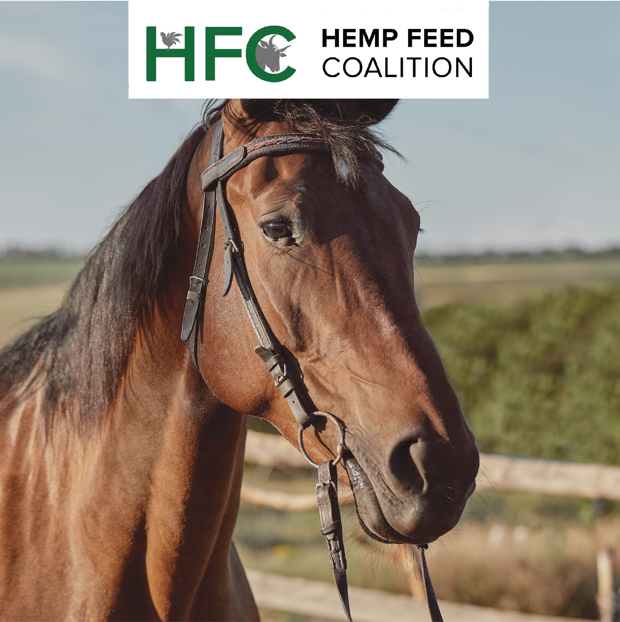 A livestock producer feeds a special meal to his cattle.